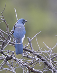 Mexican Jay 4320